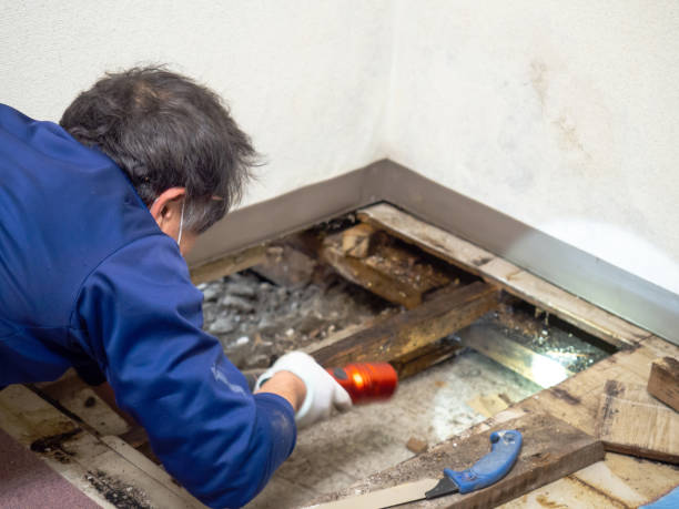 Best Mold Damage Repair  in Grosse Pointe Park, MI
