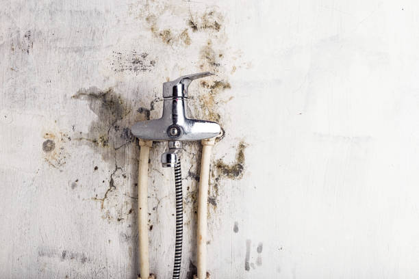 Best Fast Mold Removal  in Grosse Pointe Park, MI