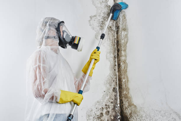 Professional Mold Removal in Grosse Pointe Park, MI