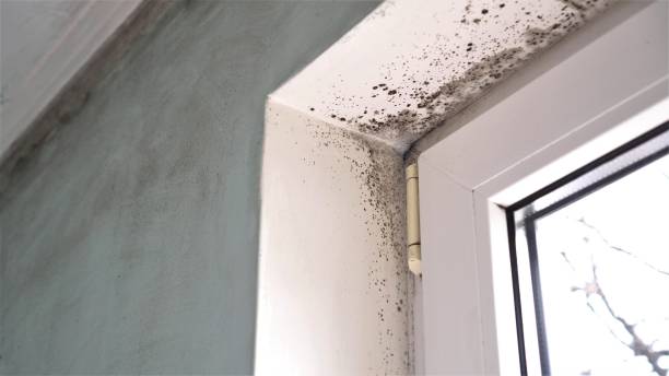 Best Mold Testing  in Grosse Pointe Park, MI
