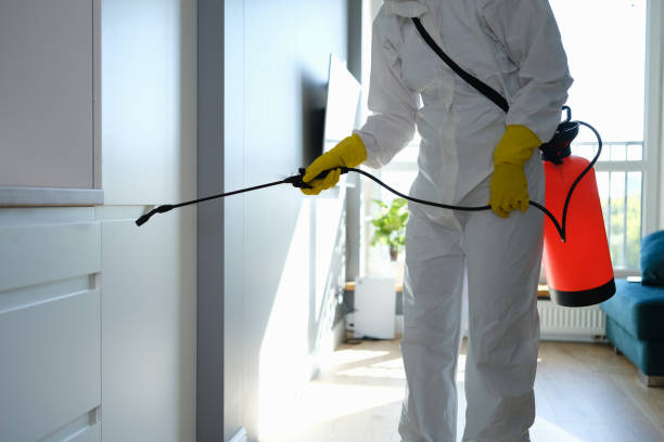 Best Local Mold Removal Service  in Grosse Pointe Park, MI