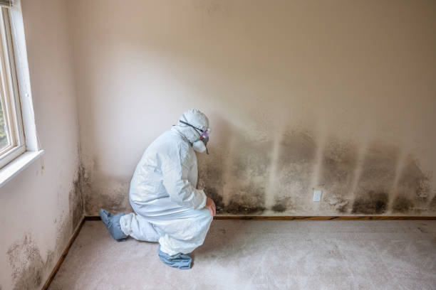 Best Home Mold Removal  in Grosse Pointe Park, MI