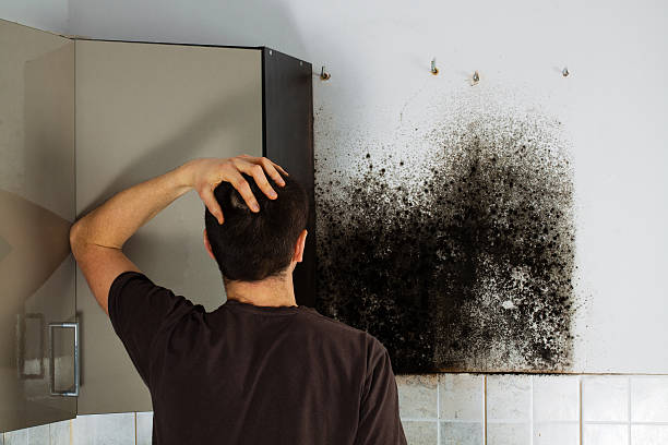 Best Mold Testing  in Grosse Pointe Park, MI
