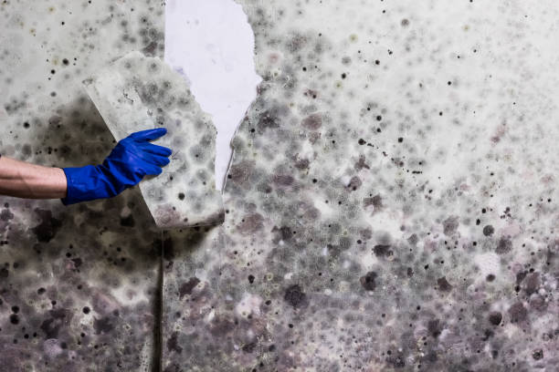 Best Home Mold Removal  in Grosse Pointe Park, MI