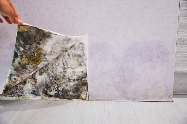 Best Emergency Mold Removal  in Grosse Pointe Park, MI